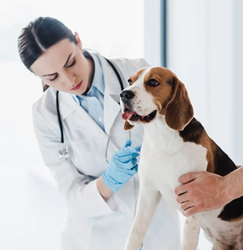 Karaisalı Veteriner